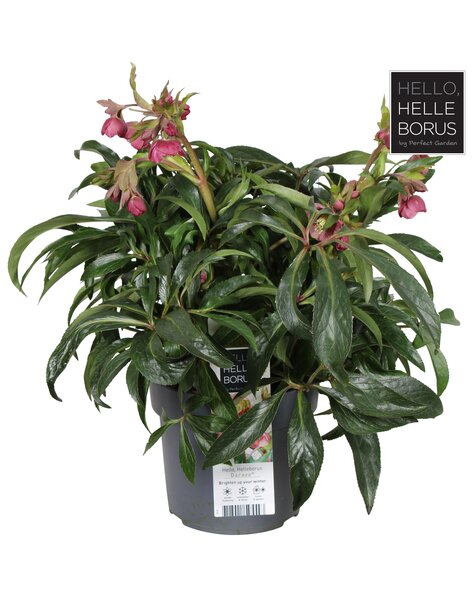 Helleborus Dacaya P19