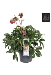 Helleborus Dacaya P19