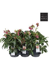 Helleborus Dacaya P19