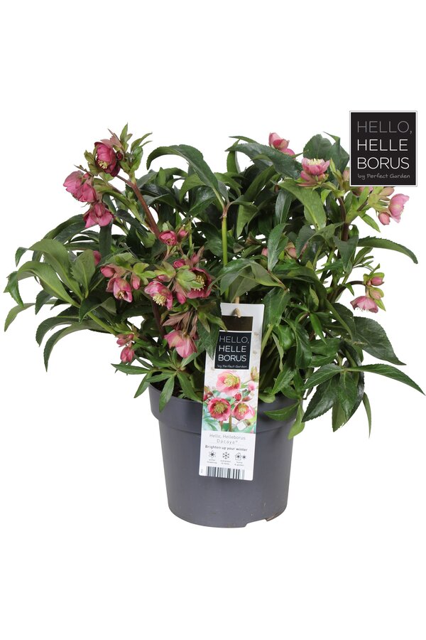 Helleborus Dacaya P19