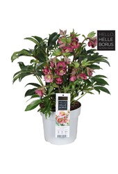 Helleborus Dacaya P19