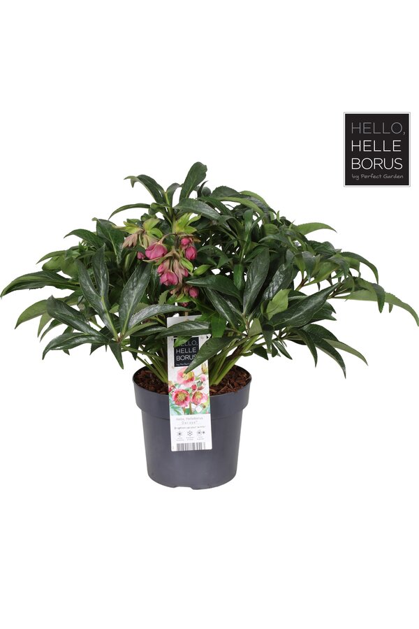 Helleborus Dacaya P19