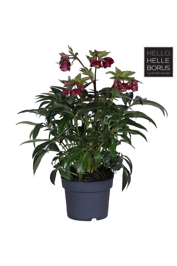 Helleborus Dacaya P19