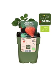 Fragaria x ananassa Ostara Bio P13