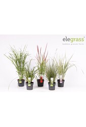 Grassen mix laag - Elegrass Hardy and Evergreen P14