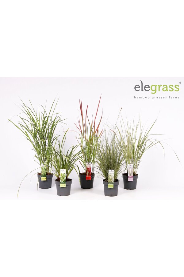 Grassen mix laag - Elegrass Hardy and Evergreen P14