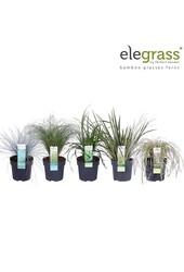 Grassen mix laag - Elegrass Hardy and Evergreen P14