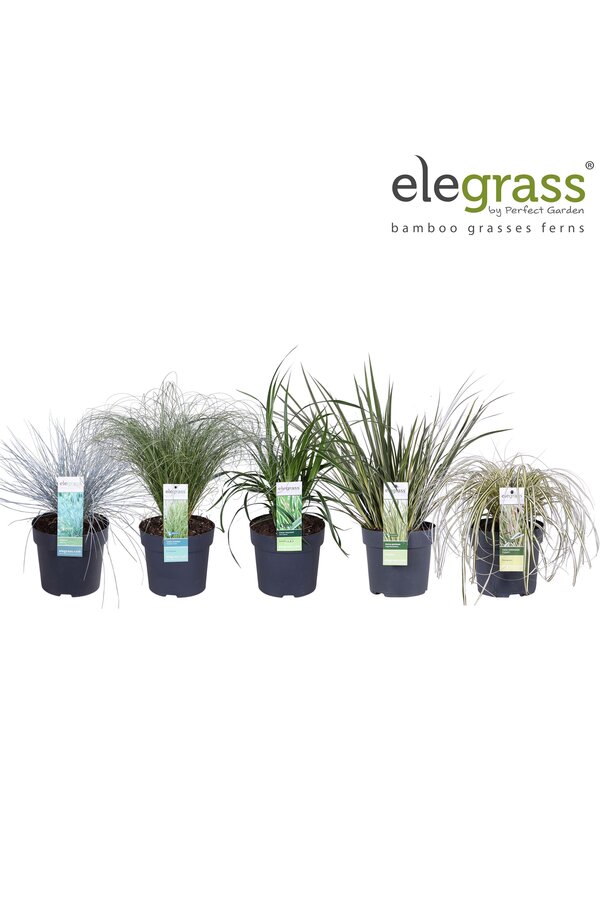 Grassen mix laag - Elegrass Hardy and Evergreen P14