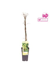 Clematis tangutica P15