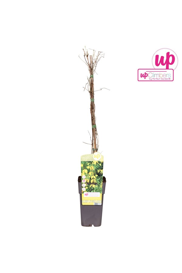 Clematis tangutica P15