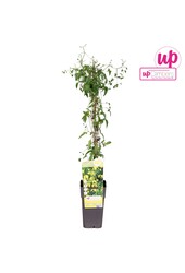 Clematis tangutica P15