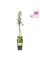 Clematis tangutica P15