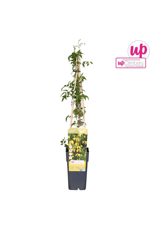 Clematis tangutica P15