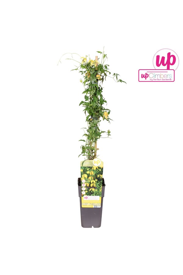 Clematis tangutica P15