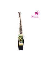 Clematis tangutica P15