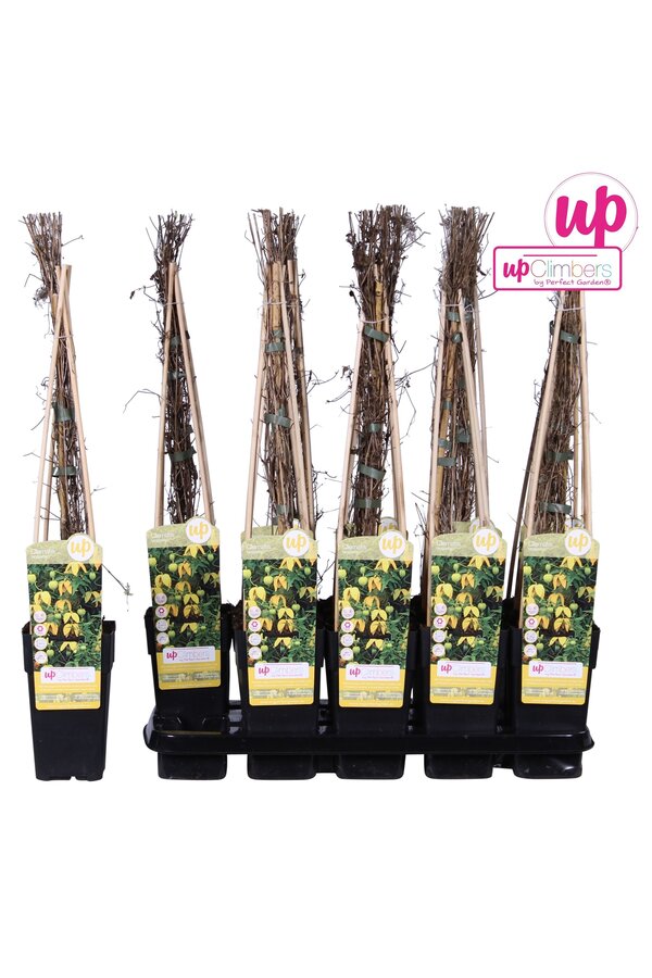 Clematis tangutica P15