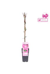 Clematis Ville de Lyon P15