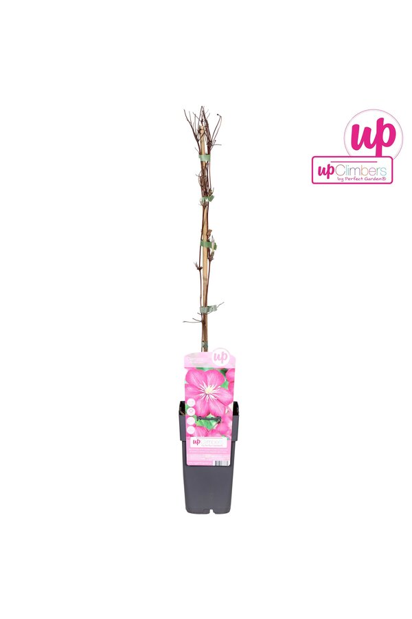 Clematis Ville de Lyon P15