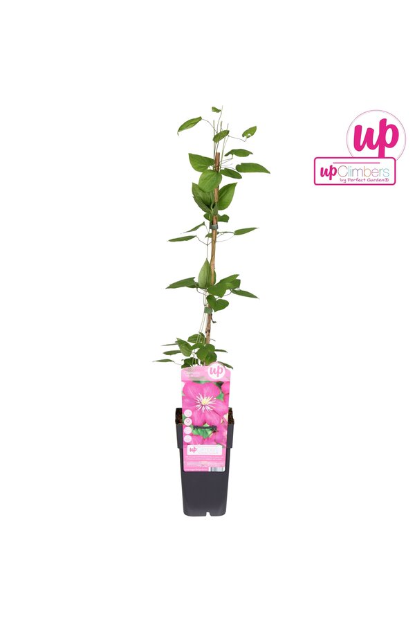 Clematis Ville de Lyon P15