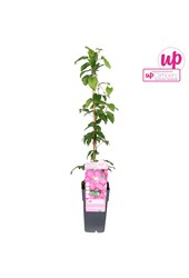 Clematis Ville de Lyon P15