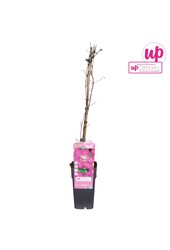 Clematis Ville de Lyon P15