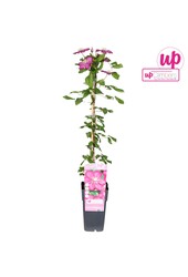 Clematis Ville de Lyon P15