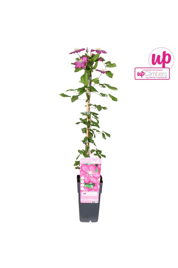 Clematis Ville de Lyon P15