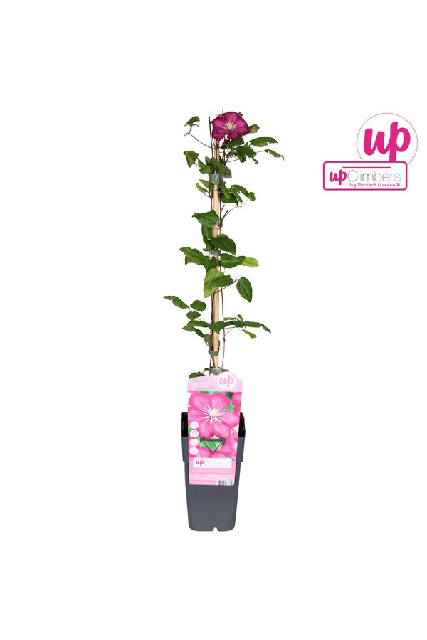 Clematis Ville de Lyon P15