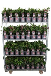 Helleborus orientalis Hello Red P17