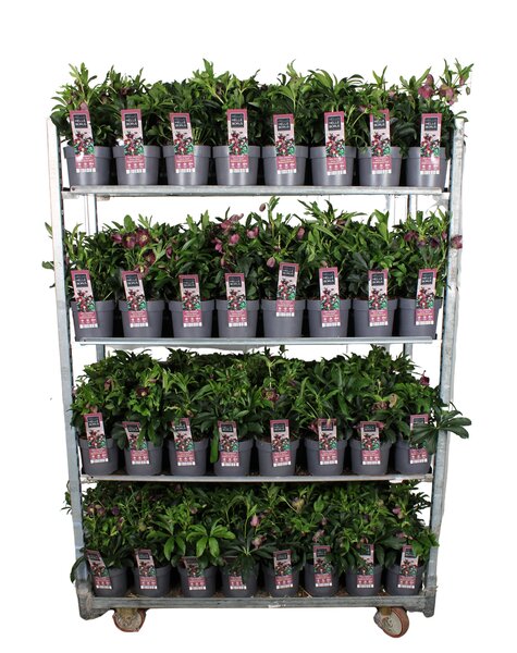 Helleborus orientalis Hello Red P17