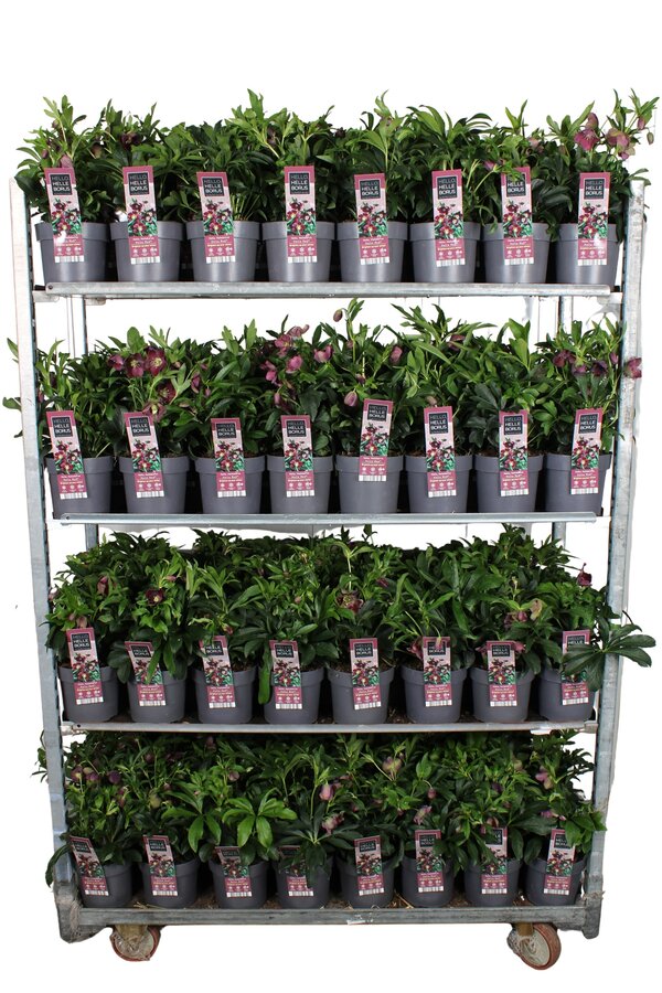 Helleborus orientalis Hello Red P17