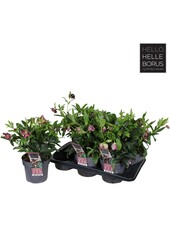 Helleborus orientalis Hello Red P17