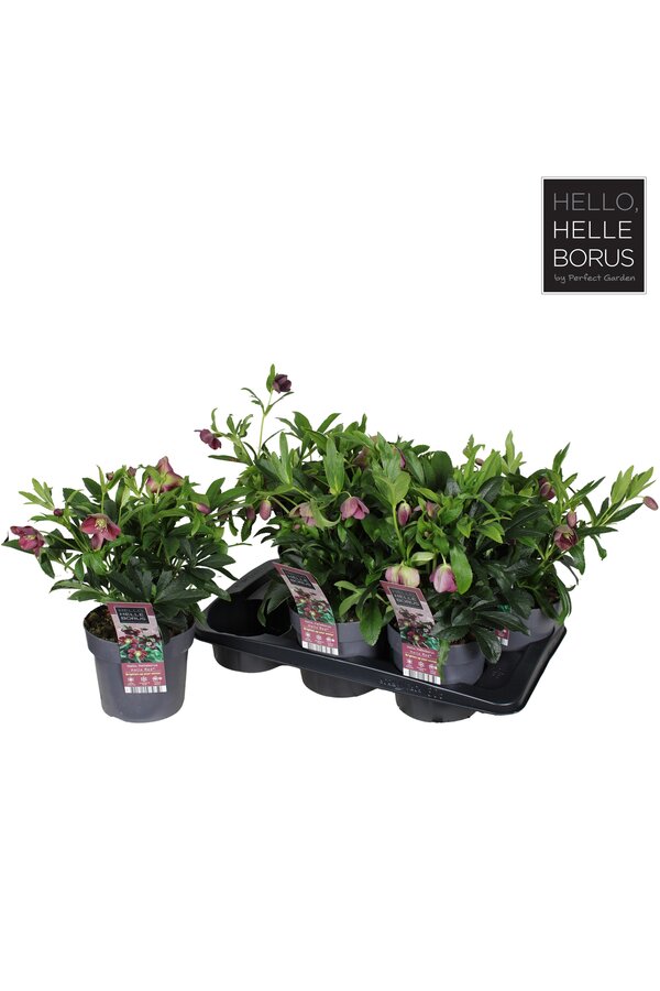 Helleborus orientalis Hello Red P17