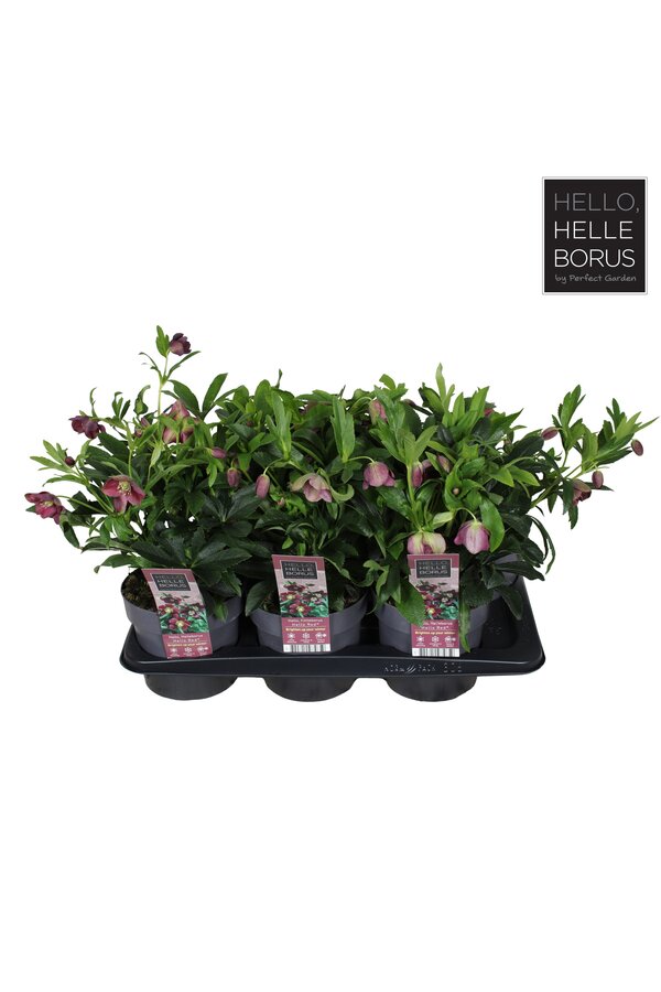 Helleborus orientalis Hello Red P17