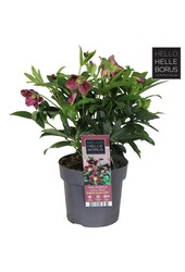 Helleborus orientalis Hello Red P17
