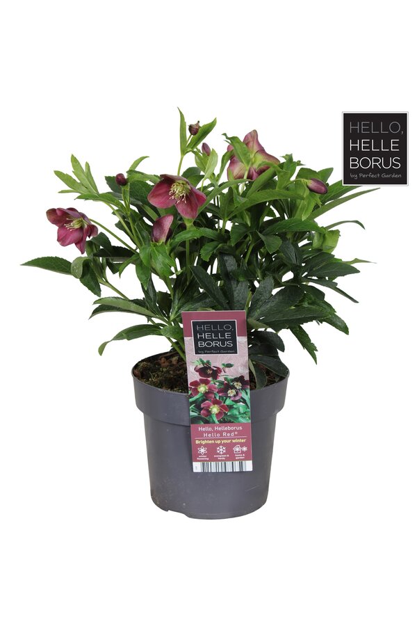 Helleborus orientalis Hello Red P17