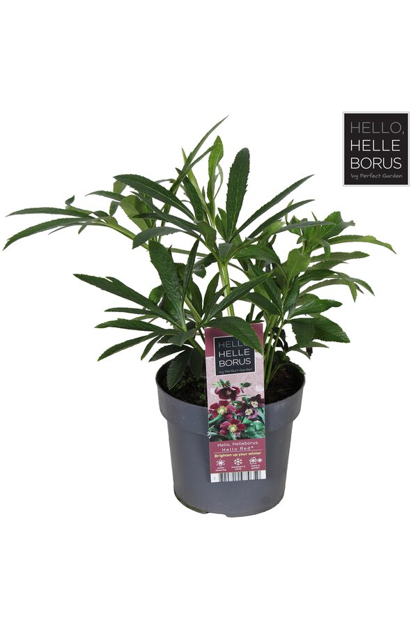 Helleborus orientalis Hello Red P17