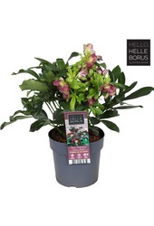 Helleborus orientalis Hello Red P17