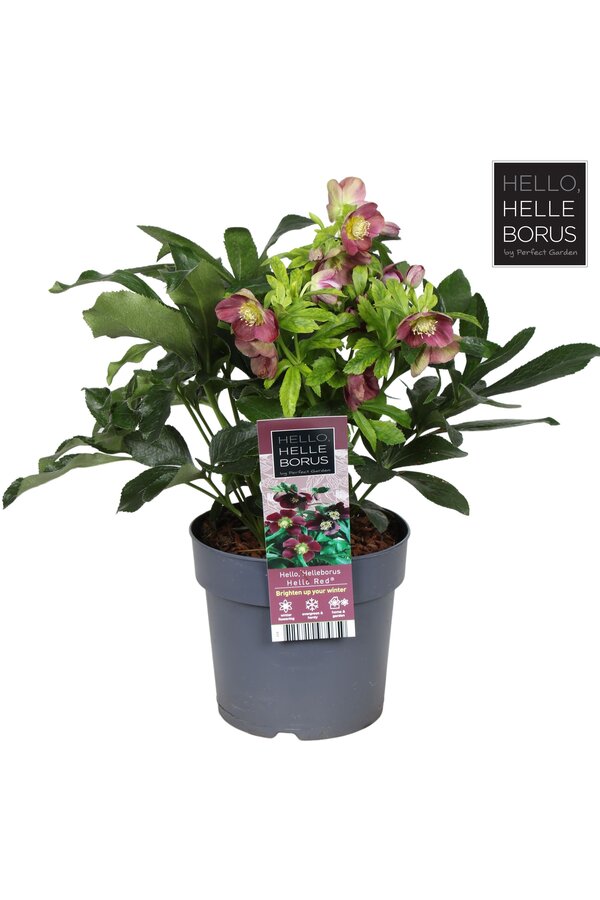 Helleborus orientalis Hello Red P17