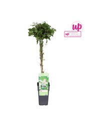 Clematis vitalba Paul Farges P15