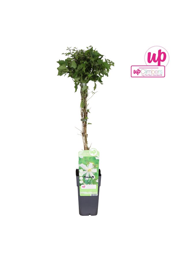 Clematis vitalba Paul Farges P15