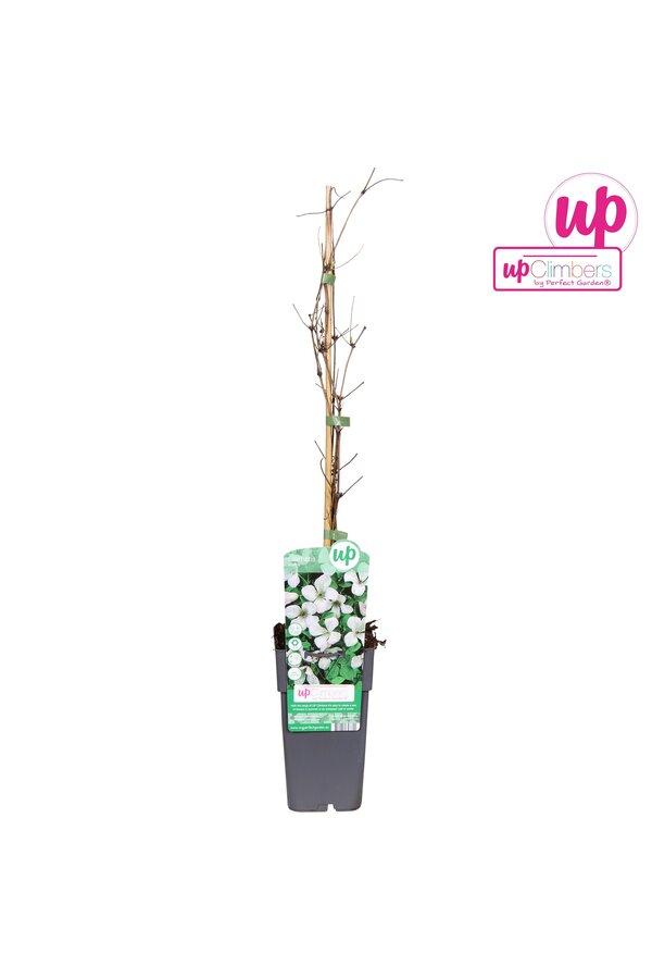 Clematis vitalba Paul Farges P15