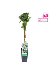 Clematis vitalba P15