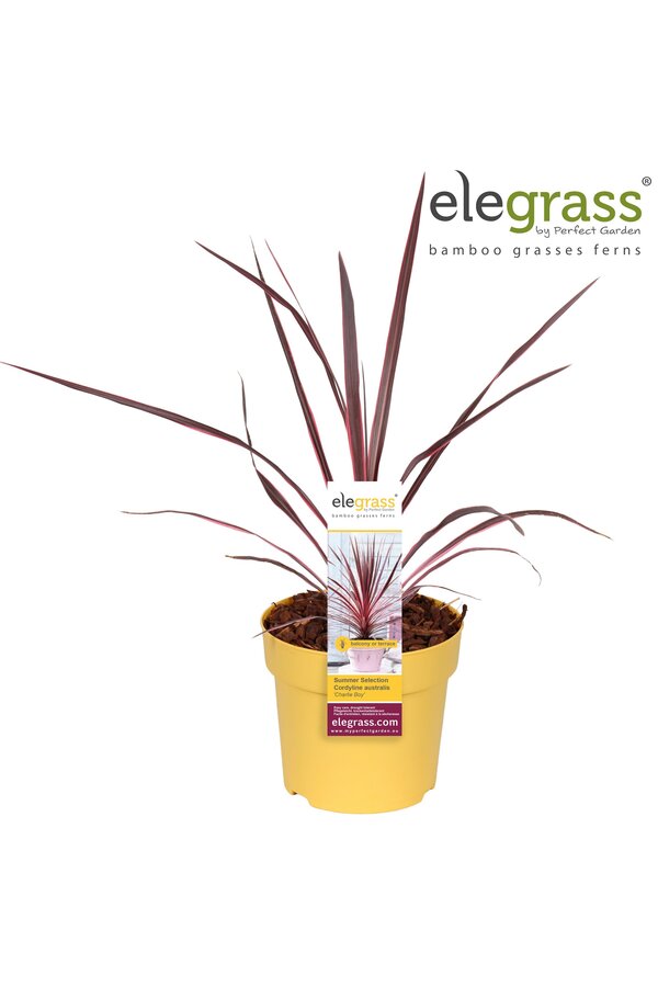 Cordyline australis Charlie Boy P14