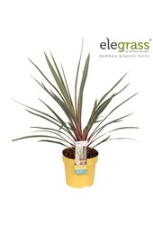 Cordyline australis Magic Star P14