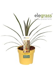 Cordyline australis Magic Star P14