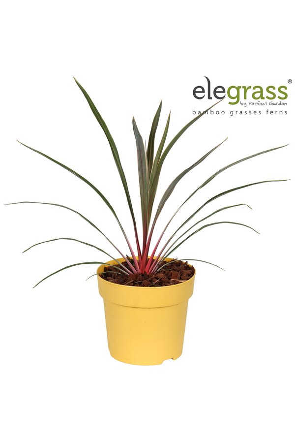 Cordyline australis Magic Star P14