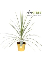 Cordyline australis Lime Passion P14