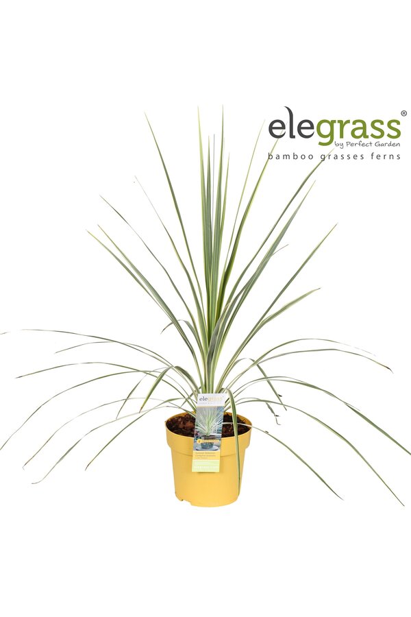 Cordyline australis Lime Passion P14