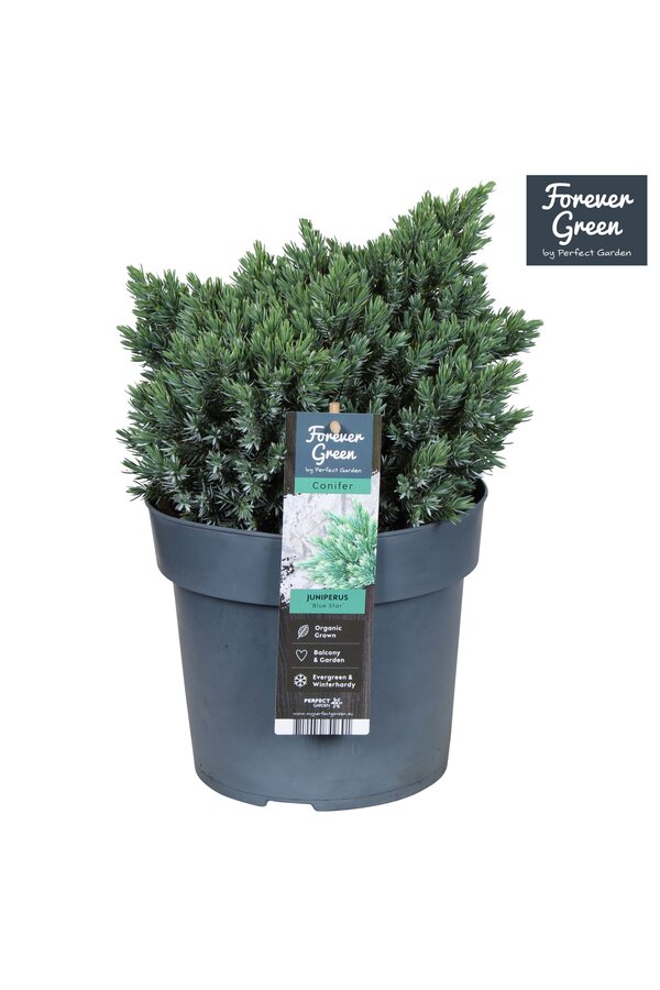 Juniperus squamata Blue Star P19